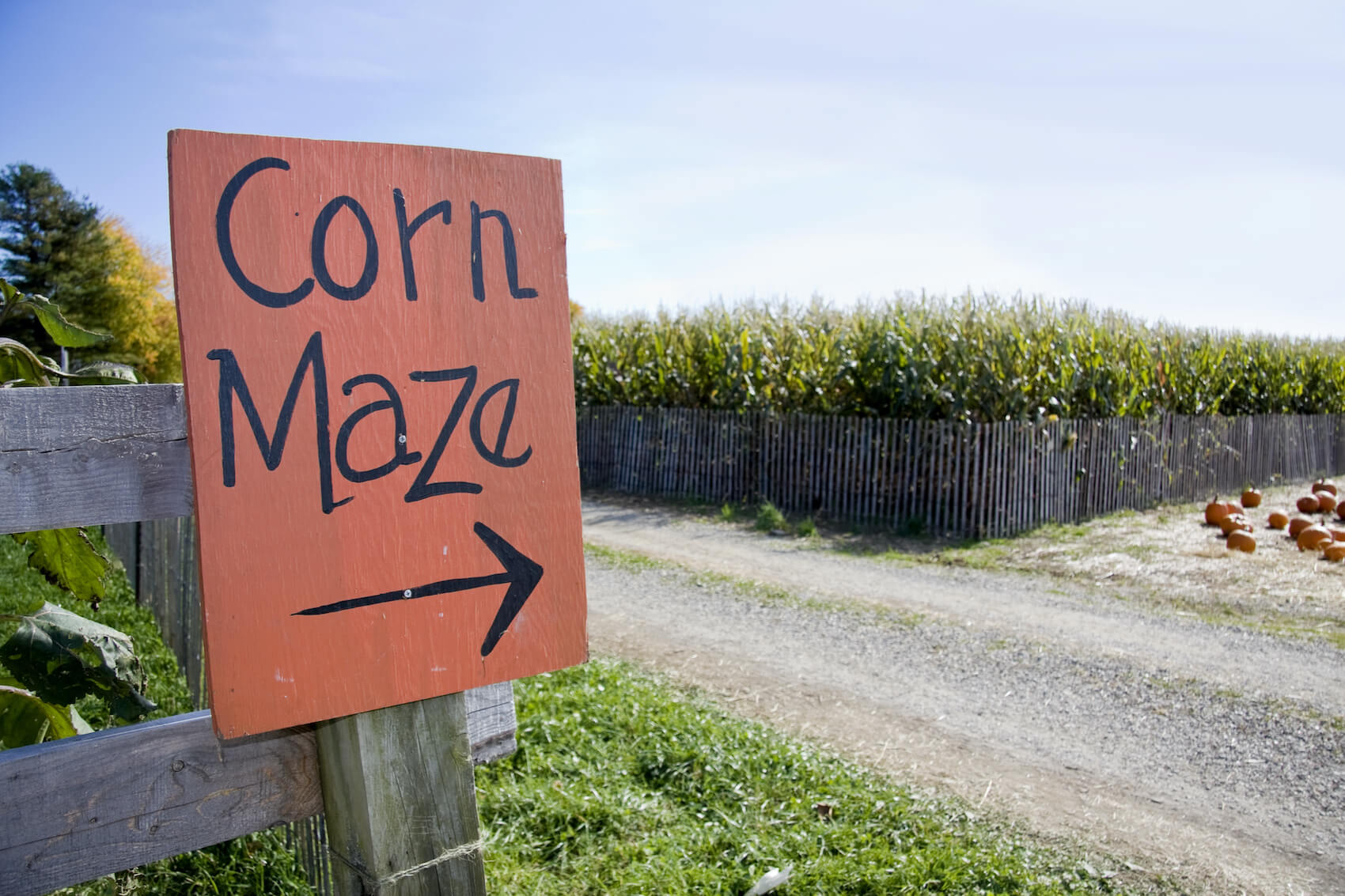 Cooper Family Farms Corn Maze